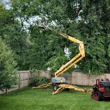 Best Tree Removal Service  in Davison, MI