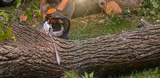 Best Firewood Processing and Delivery  in Davison, MI