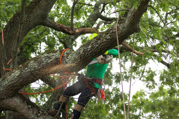 Best Tree Risk Assessment  in Davison, MI