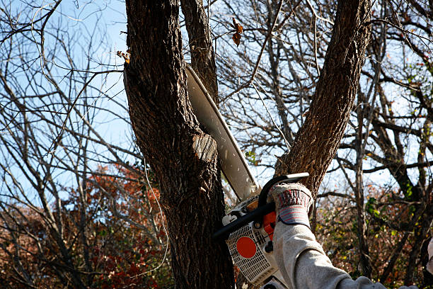 Best Storm Damage Tree Cleanup  in Davison, MI