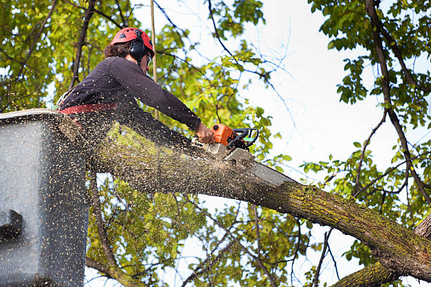 How Our Tree Care Process Works  in  Davison, MI