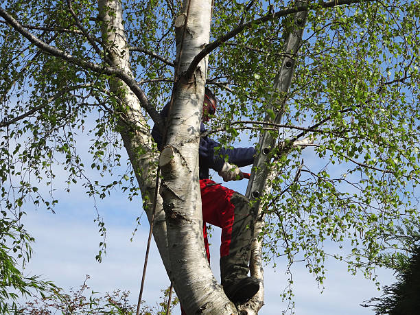 Best Tree Trimming and Pruning  in Davison, MI