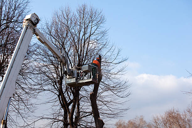 Best Leaf Removal  in Davison, MI